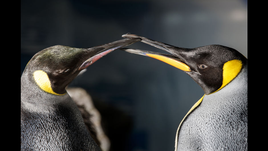 Same Sex Penguin Couple in New Zealand with Foster Child