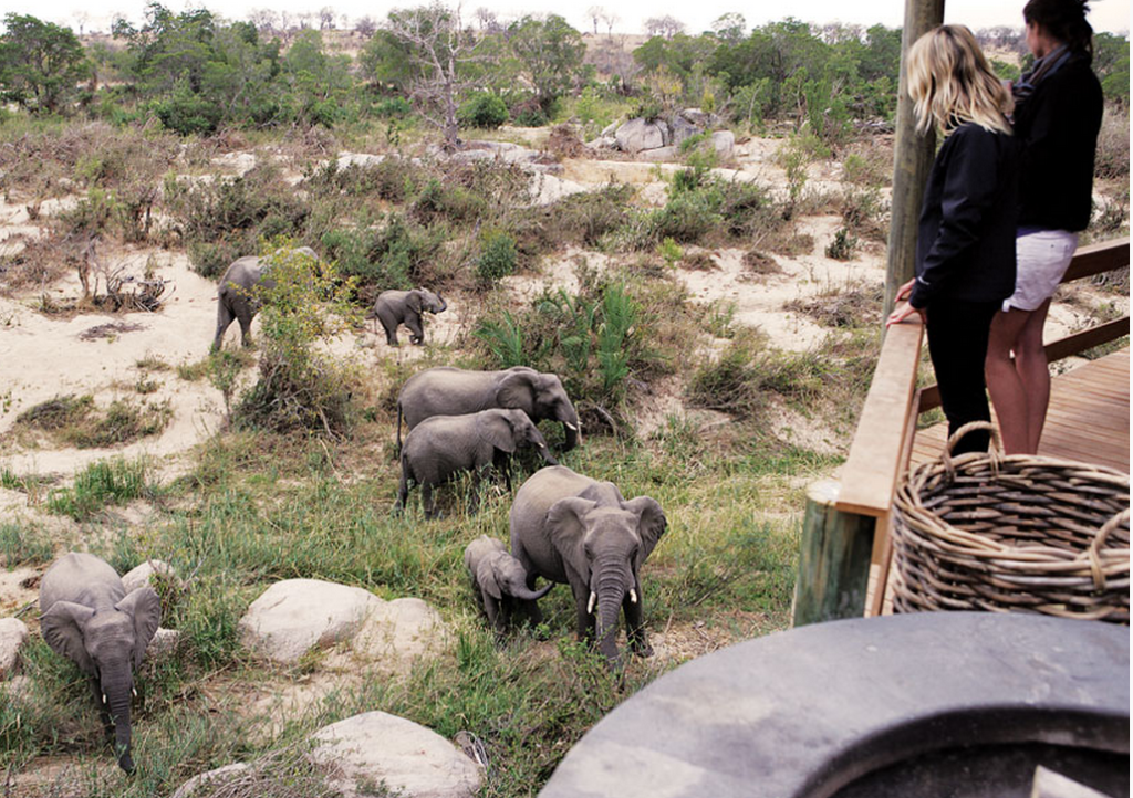founders camp elephants