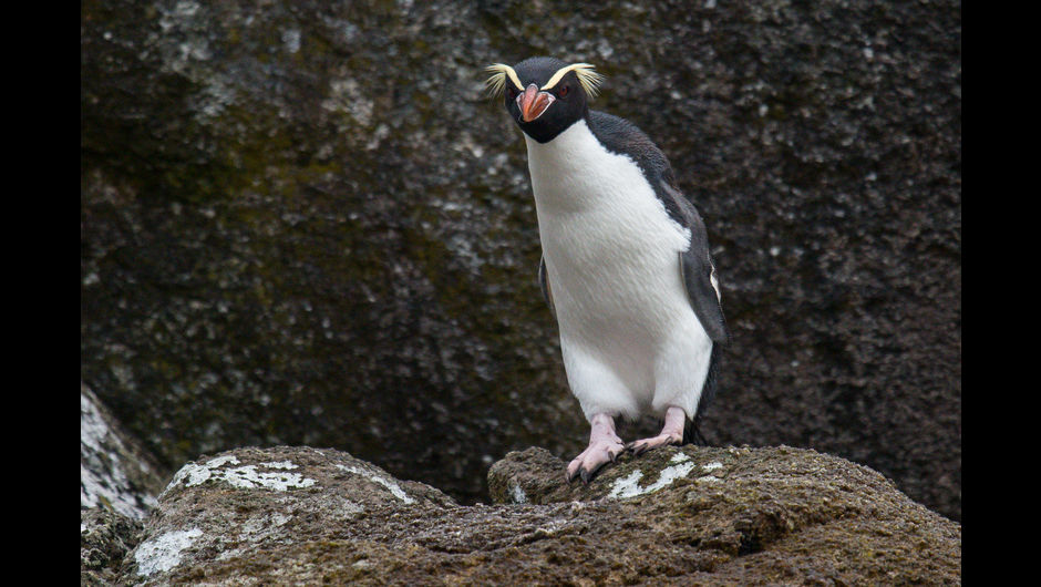Where-to-see-Penguins-in-New-Zealand