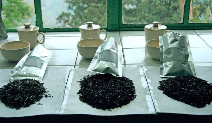 Tea tasting sessions at Glenburn tea luxury estate in India