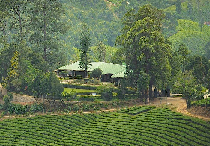 Green until the eye and imagination can see! Luxury tea stays in India