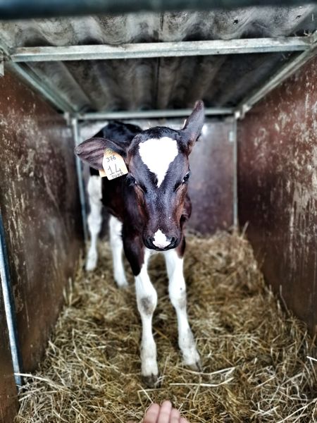 The process fo cheese making starts early even for the cheese makers. As early as 5 AM sometimes! This little calf is only a few days old . Not milking for the cheese just yet!
