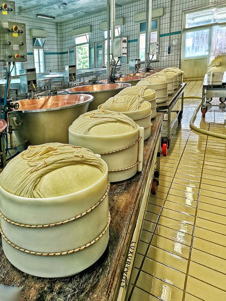 Wrapped in muslin cloths to preserve the flavour, here is a train of freshly cooked cheese wheels ready for the next process